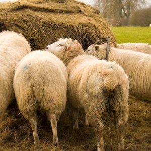 Create Simple to Intermediate Ration - Algorithmic Approach