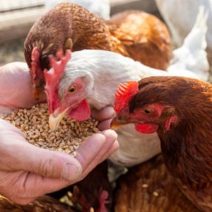 Create Rations Excell